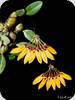 Bulbophyllum pumilio